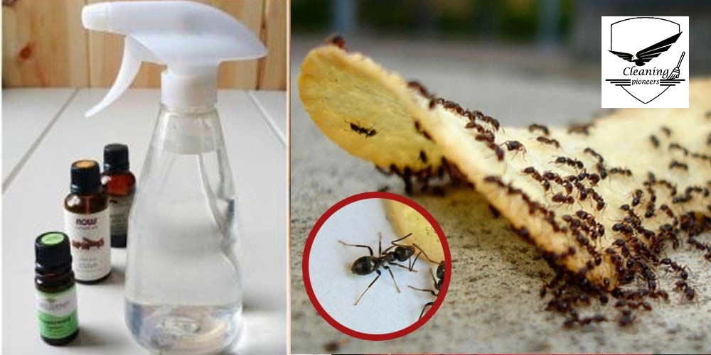 استخدام الطعام السام | افضل طريقة للتخلص من النمل الأبيض