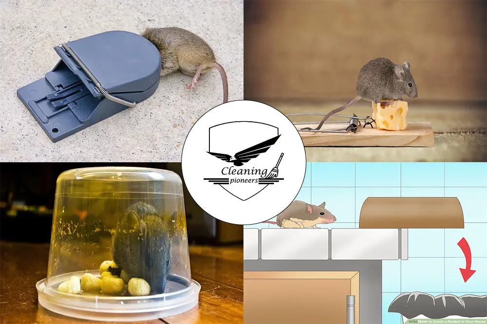 استخدام الفخاخ الصحيحة في اصطياد الفأر