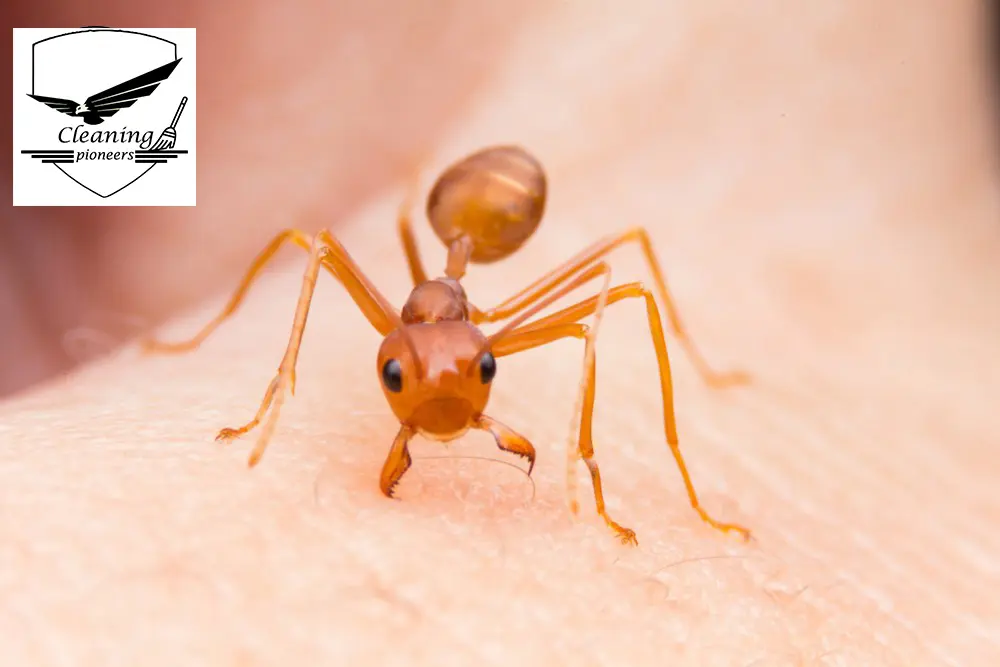 افضل 10 شركة مكافحة النمل الابيض بالدمام