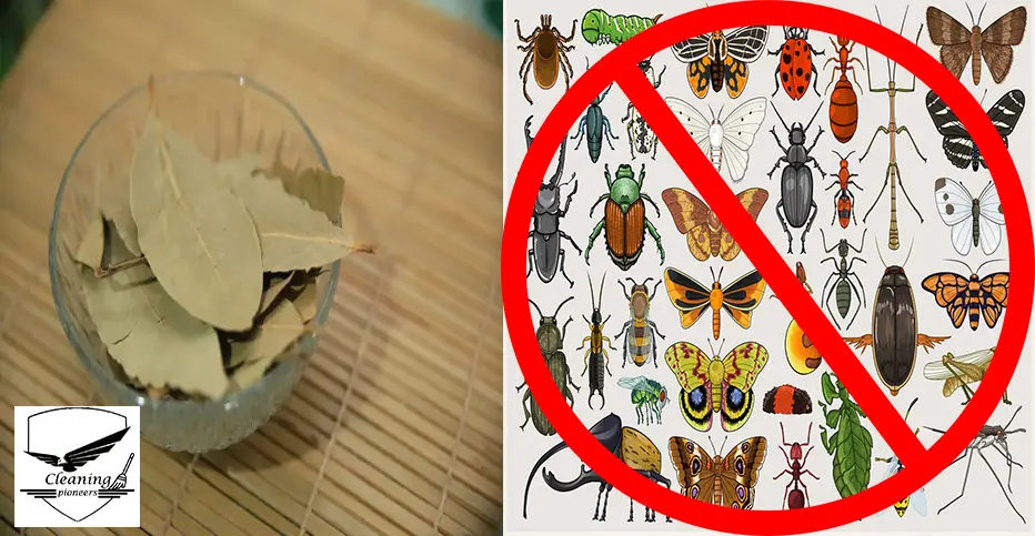 طرق استخدام ورق الغار لطرد الحشرات