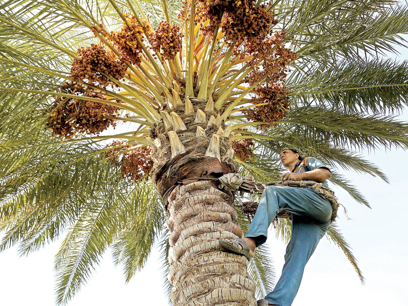 شركة تكريب نخيل بالرياض