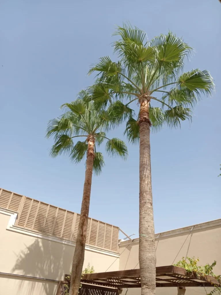 شركة تكريب النخيل بالرياض