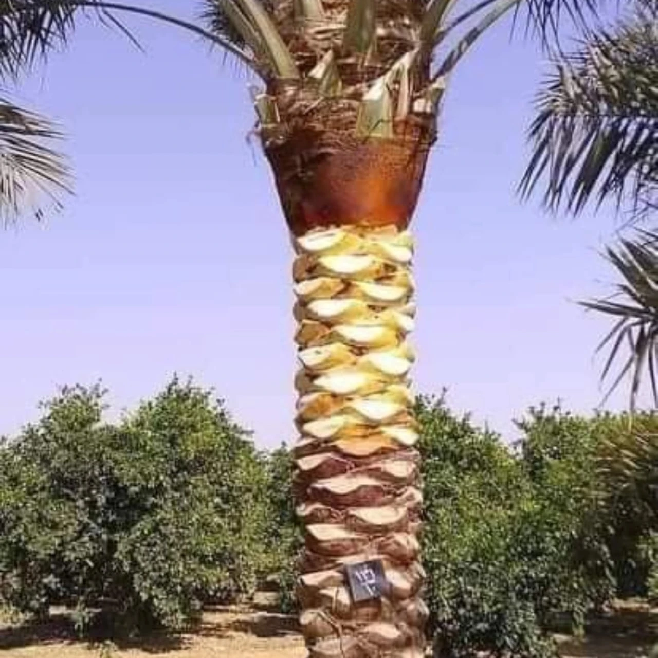 شركة تكريب النخيل بالرياض