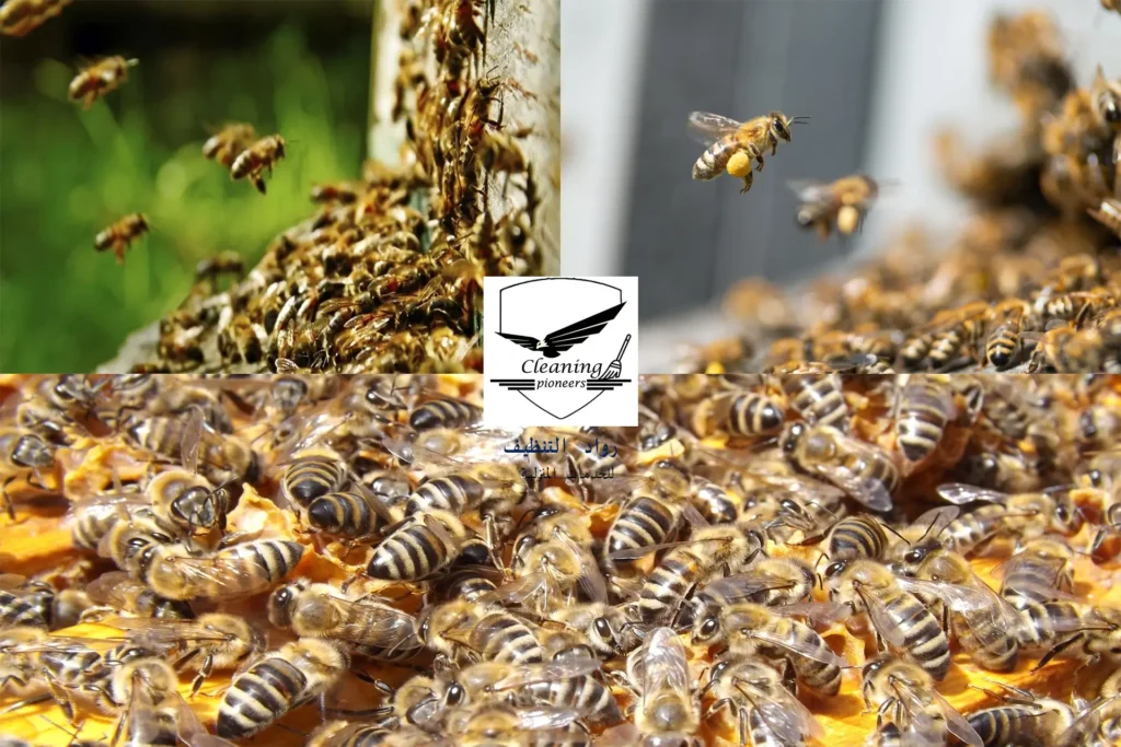 شركة مكافحة النحل بالرياض
